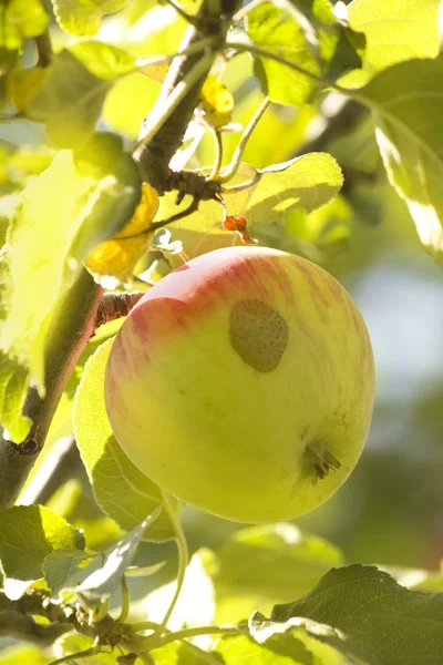 フルーツのりんごの木 — ストック写真
