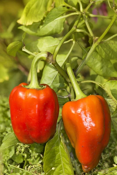 stock image Vegetables pepper ripe