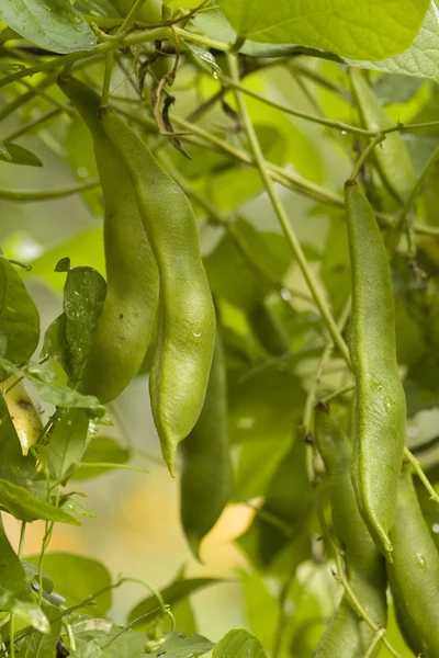 stock image Drops leaves vegetables beans