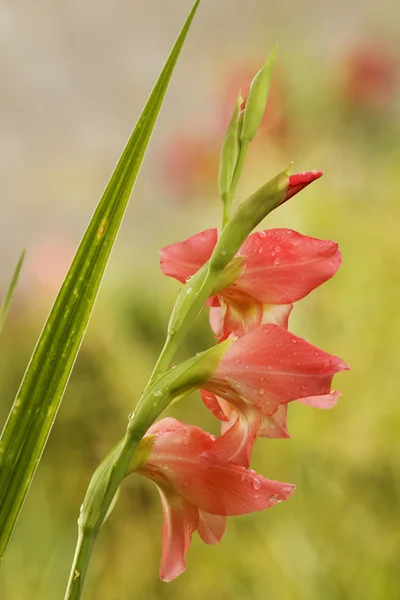 Droppar vatten gladiolus kronblad — Stockfoto