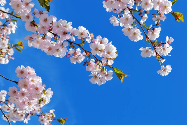 Flowering sakura — Stock Photo, Image