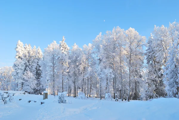 Winter trees covered with frost — Stock Photo, Image
