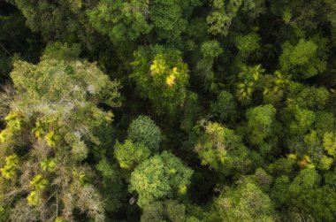 yağmur ormanı kuranda giden yolda