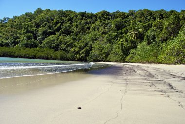 Daintree milli park, Avustralya