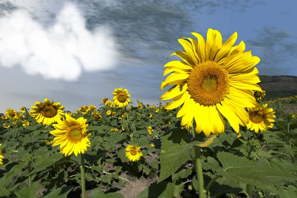 Sonnenblumenwiese in der Toskana — Stockfoto