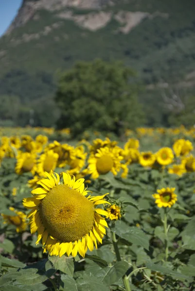 Zonnebloemen op een Toscaanse weide — Stockfoto