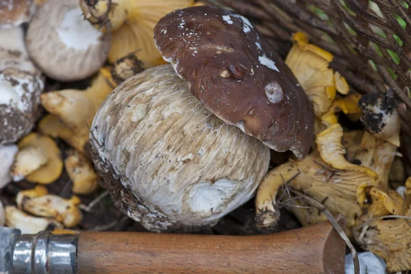 篮子里的蘑菇意大利 — 图库照片