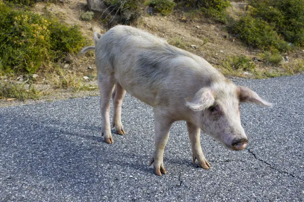 Porco numa rua da Córsega — Fotografia de Stock