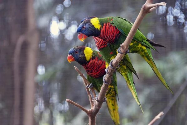 Ptáci park v kuala lumpur — Stock fotografie