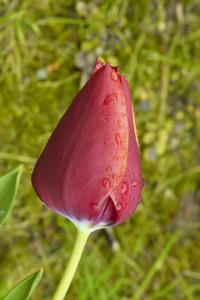 Tulip on a Tuscan Garden, Italy — Stock Photo, Image