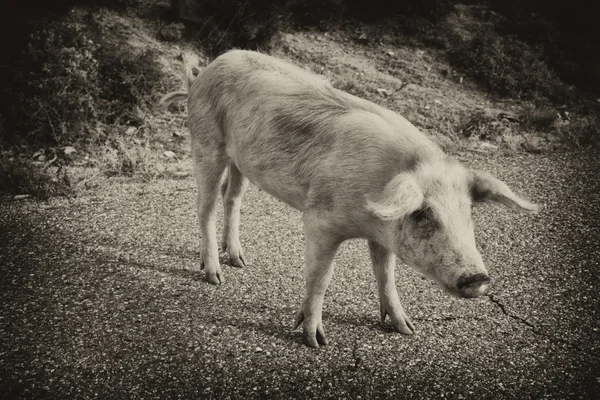 Porc pe o stradă din Corsica — Fotografie, imagine de stoc