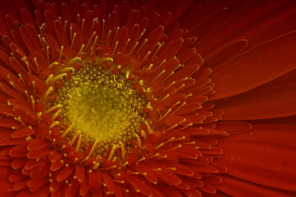 トスカーナ ガルドの赤い花 — ストック写真