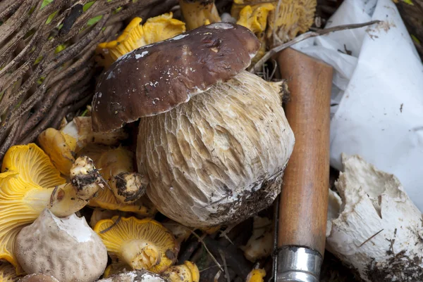 Cesta de cogumelos, Itália — Fotografia de Stock