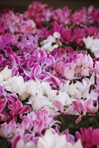 Квіти в саду Сідней — стокове фото
