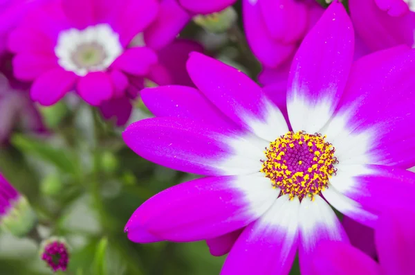 Violet Flowers of Tuscany, Italy — Stock Photo, Image