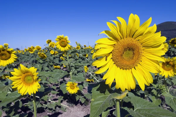 Sunflowers on a Tuscan Meadow — Stock Photo, Image