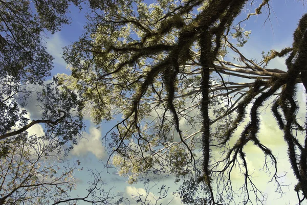 Δέντρο αφήνει με ουρανό στο παρασκήνιο — Φωτογραφία Αρχείου