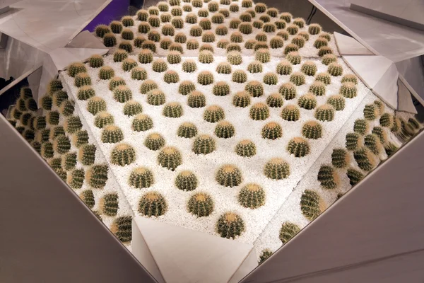 Gespiegelde cactussen — Stockfoto