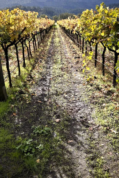 Виноградник шлях — стокове фото