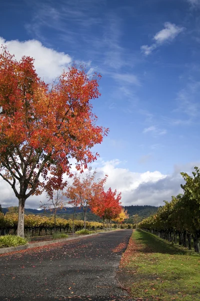 Podzimní vinice — Stock fotografie