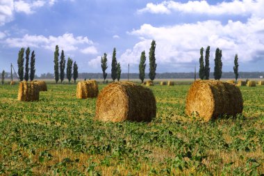 Straw rolls in the field clipart