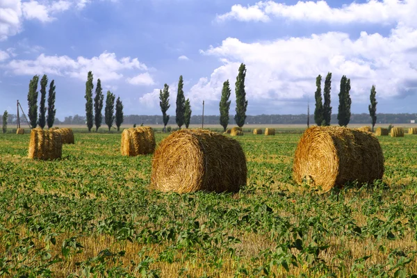 Straw rolls in the field — Stock Photo, Image