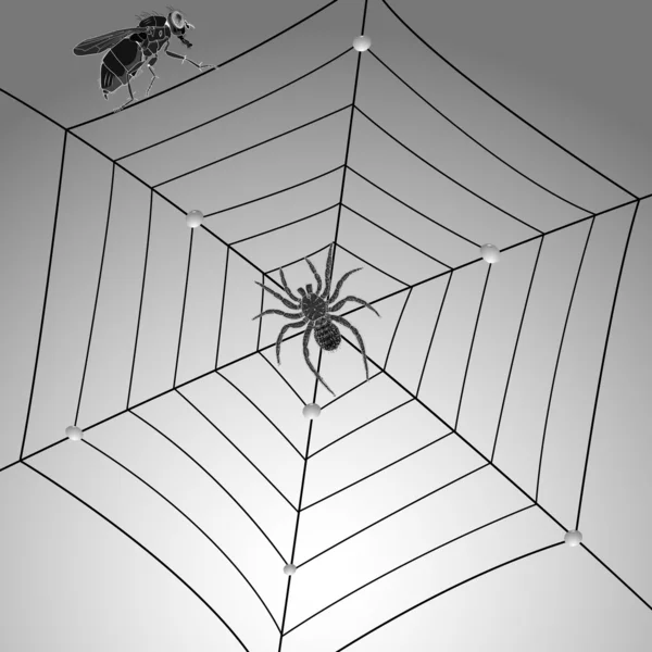 Aranha mosca e web — Vetor de Stock