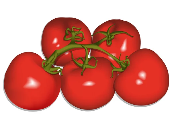 Tomatoes against white — Stock Vector