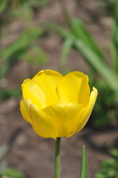 Tulipan tło — Zdjęcie stockowe
