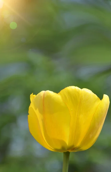 Fondo tulipán —  Fotos de Stock