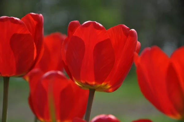 Tulipán pozadí — Stock fotografie
