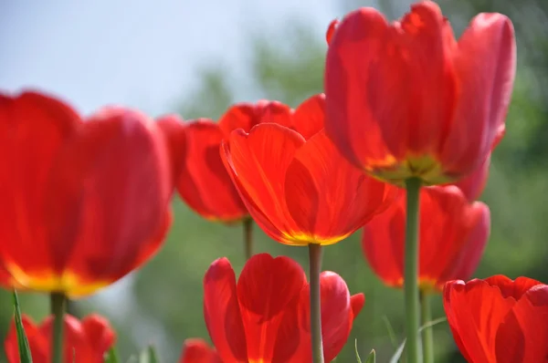 Tulip bakgrund — Stockfoto
