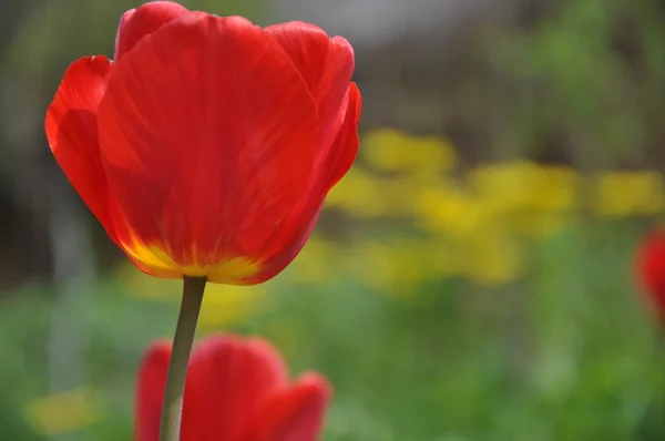 Tulip bakgrund — Stockfoto