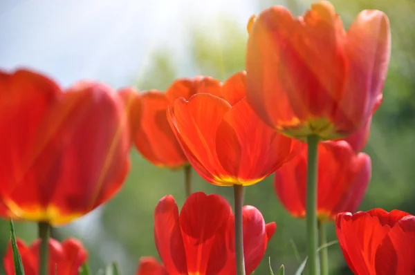 Tulipanes fondo —  Fotos de Stock