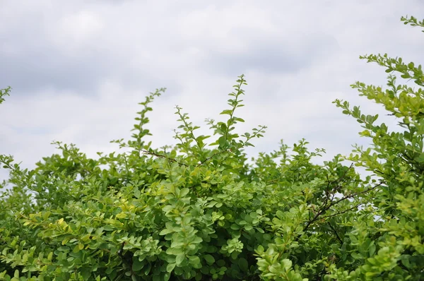 Линден-дерево — стоковое фото
