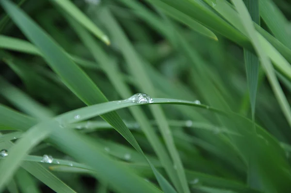 Stock image Grass background