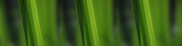 Fondo de hierba — Foto de Stock