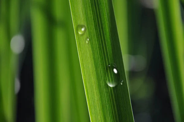 stock image Grass background