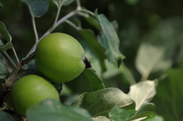 stock image Apples nature background