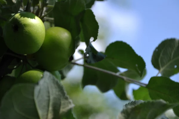 Manzanas naturaleza fondo — Foto de Stock