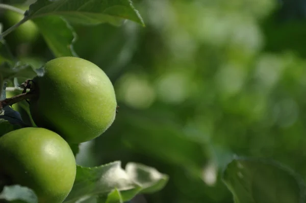 Manzanas naturaleza fondo — Foto de Stock