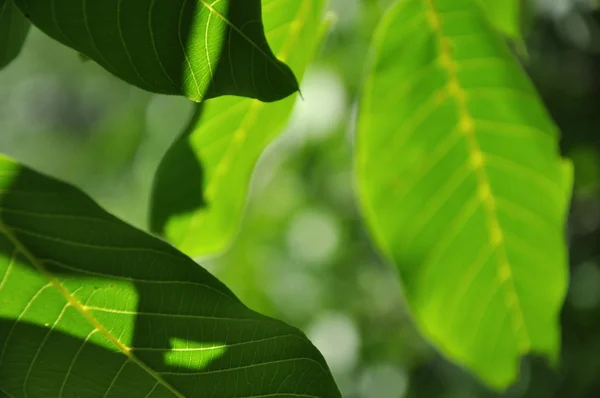 stock image Walnuts nature background