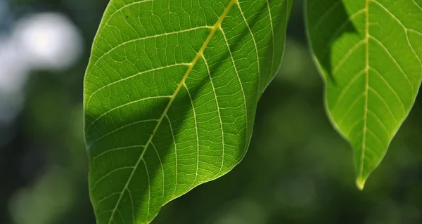 stock image Walnuts nature background