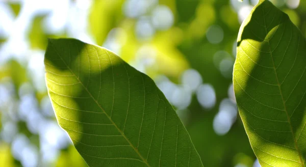 stock image Walnuts nature background