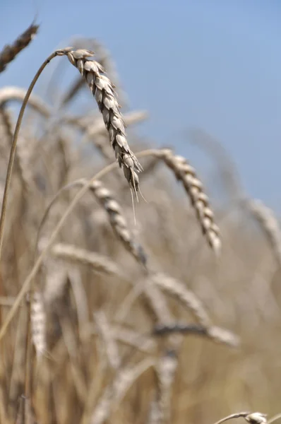 stock image Wheat background