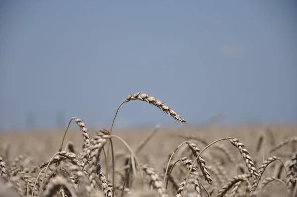 stock image Wheat background