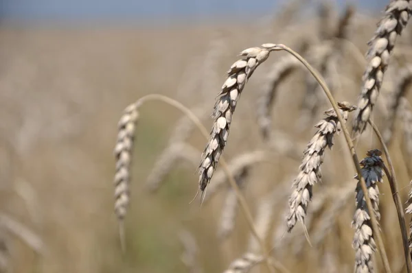 stock image Wheat background