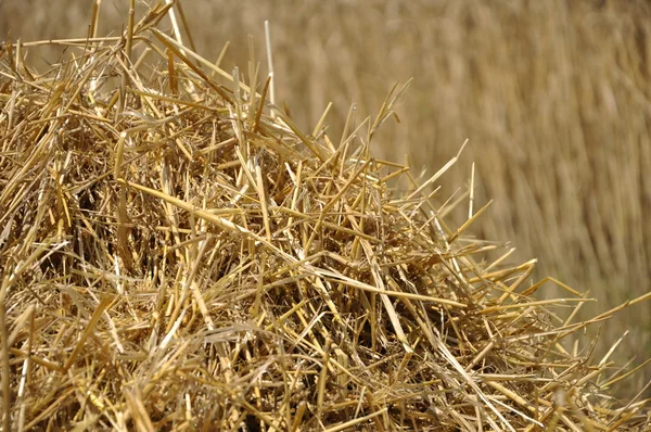 Pšenice pozadí — Stock fotografie