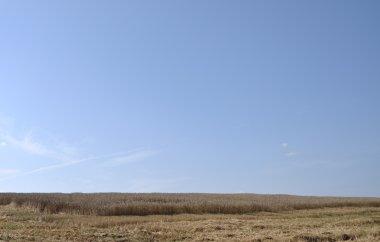 buğday tarlası