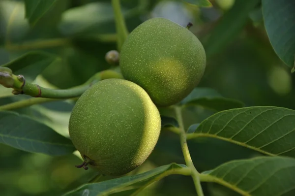 stock image Walnuts nature background